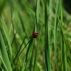 ladybird with a friend