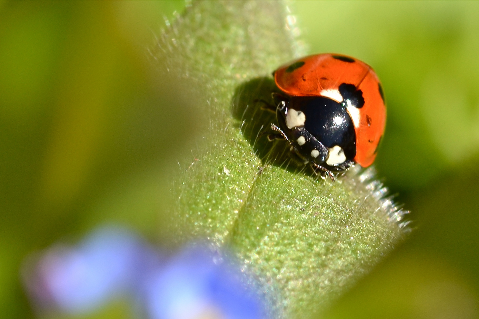 Ladybird with a splash of blue