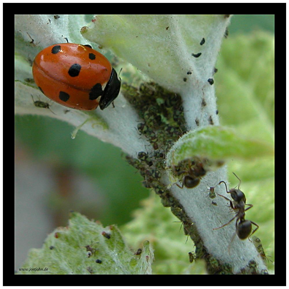 Ladybird with ant