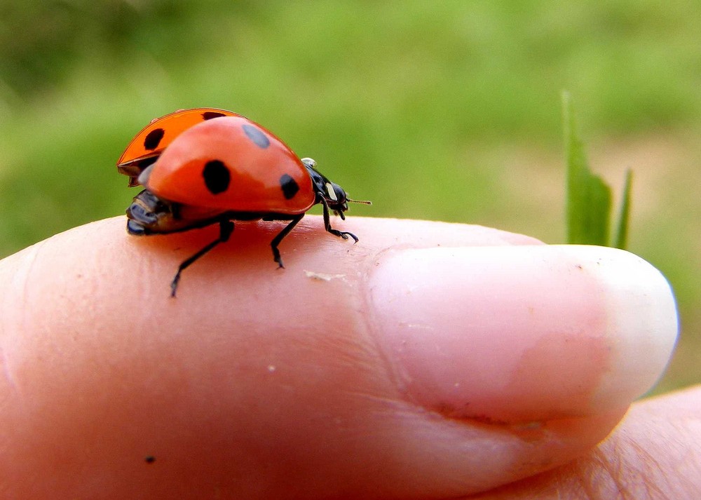 ladybird/ladybug