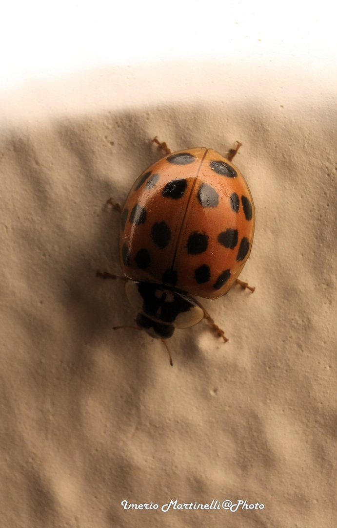 LADYBIRDS