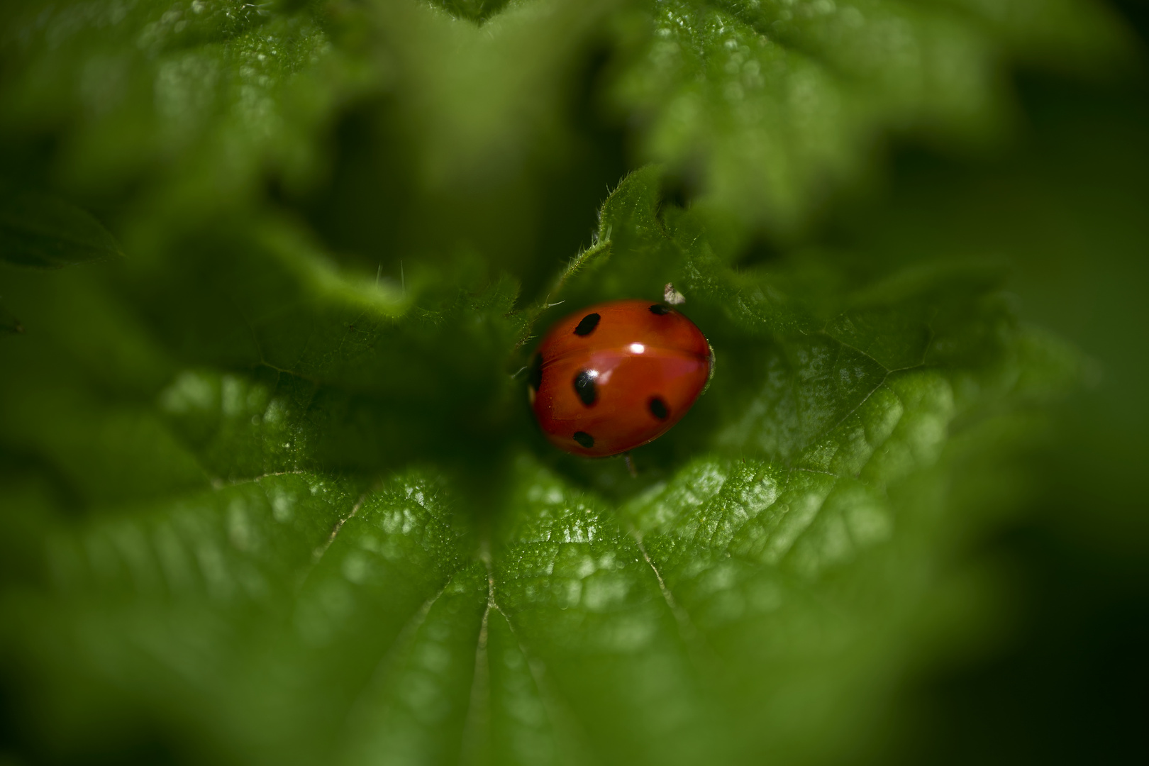 Ladybirds 