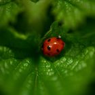 Ladybirds 