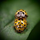 ladybirds 2