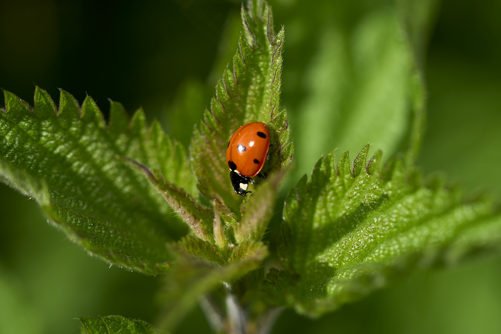 Ladybirds 