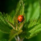 Ladybirds 