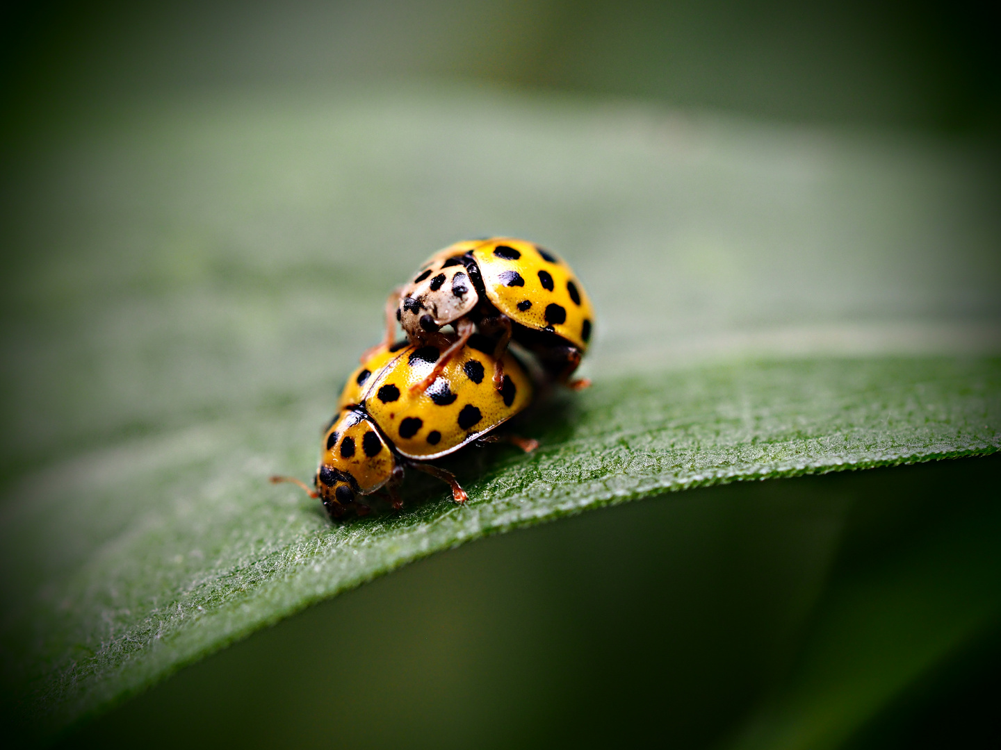 ladybirds