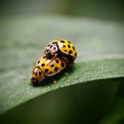 ladybirds