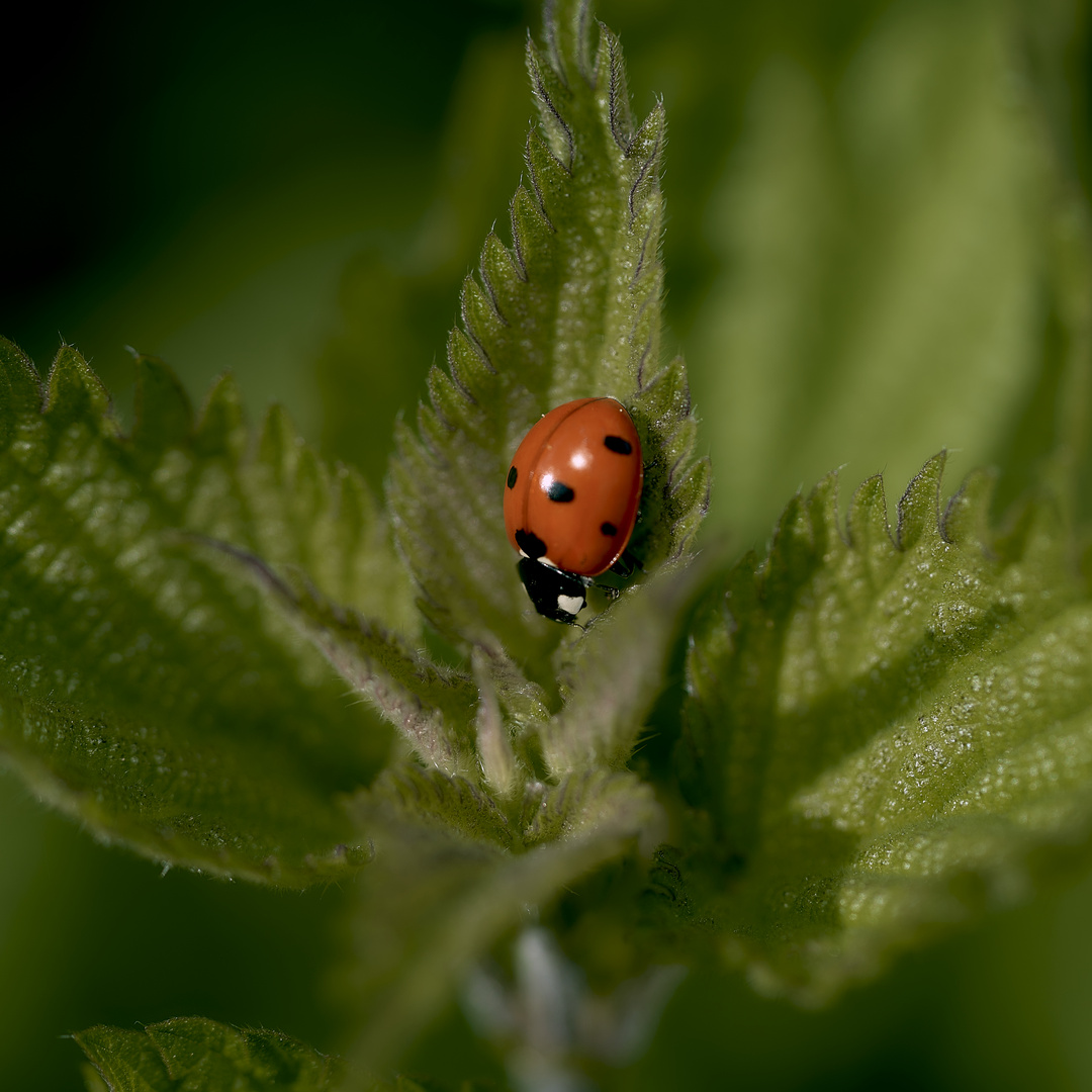 Ladybirds 