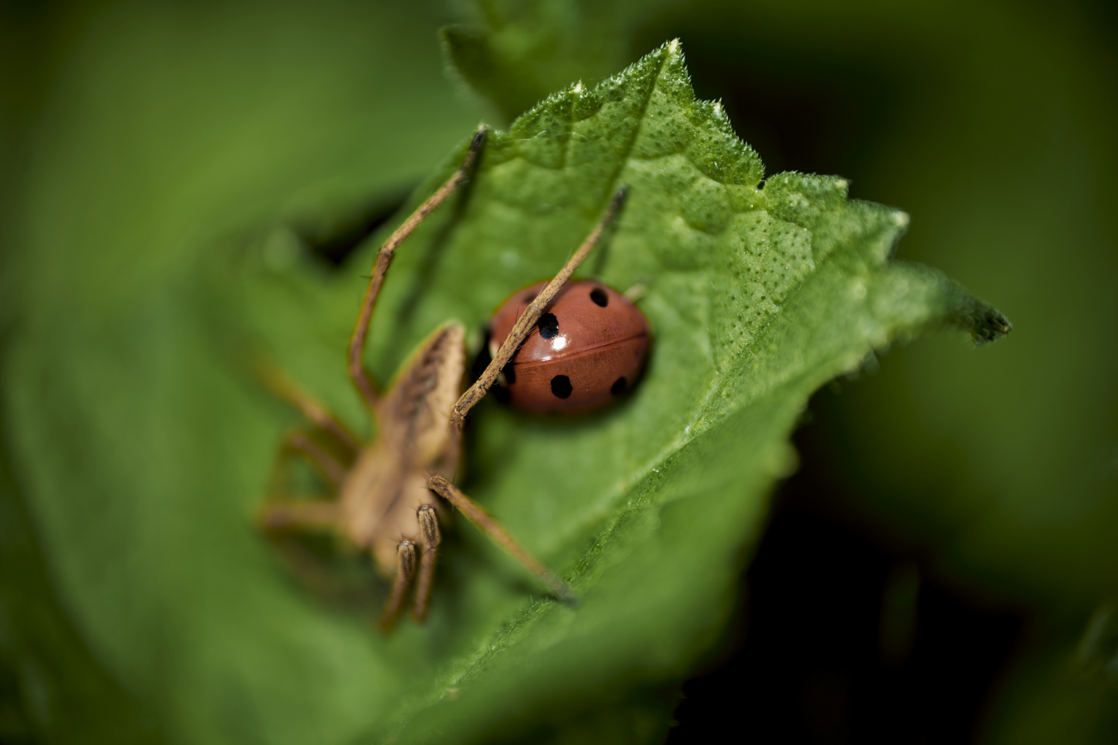 Ladybirds 