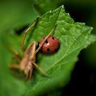 Ladybirds 