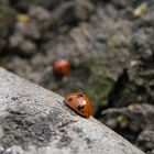 Ladybirds!!