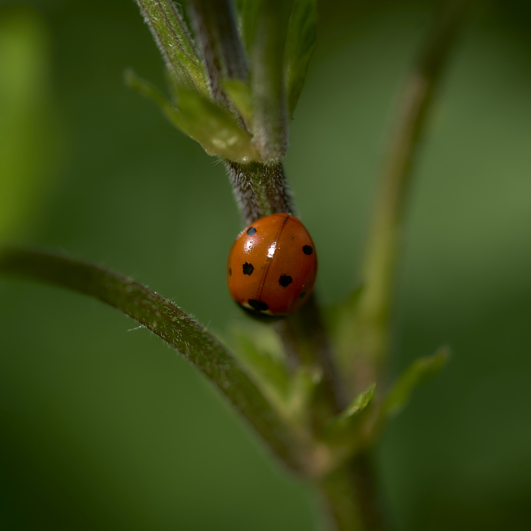 Ladybirds 