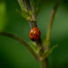 Ladybirds 