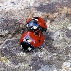 Ladybirds - ?