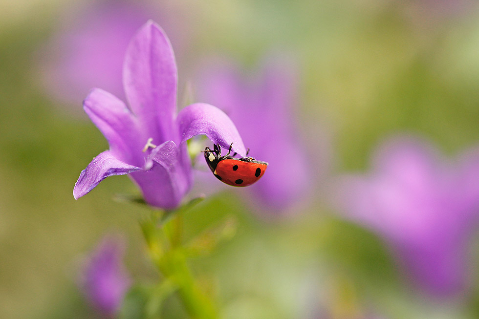 ladybug