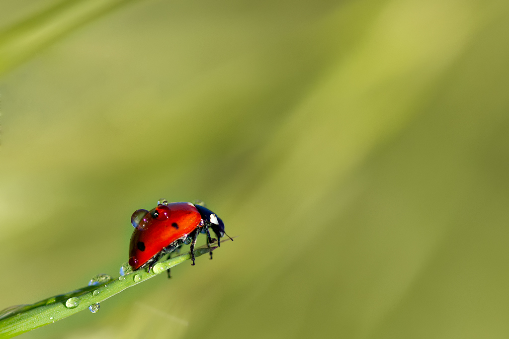 Ladybug