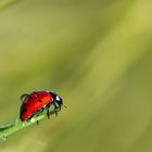 Ladybug