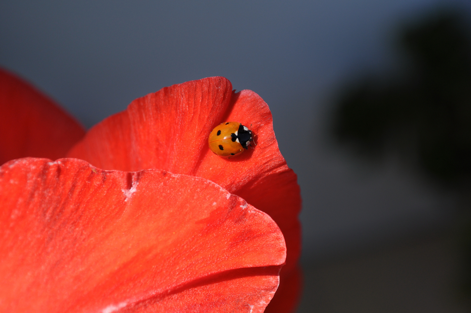 Ladybug