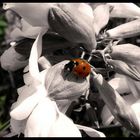 ladybug