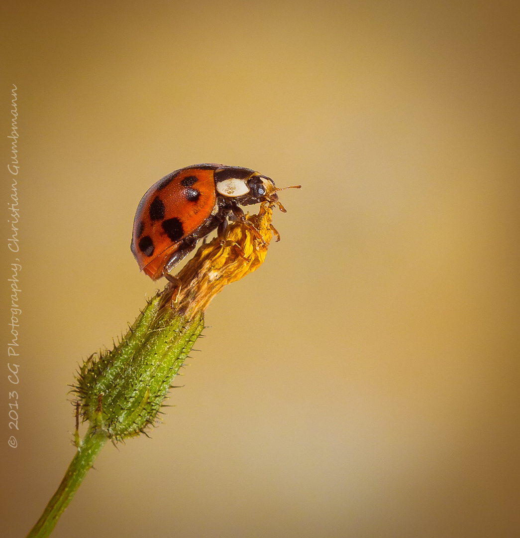 Ladybug