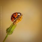 Ladybug