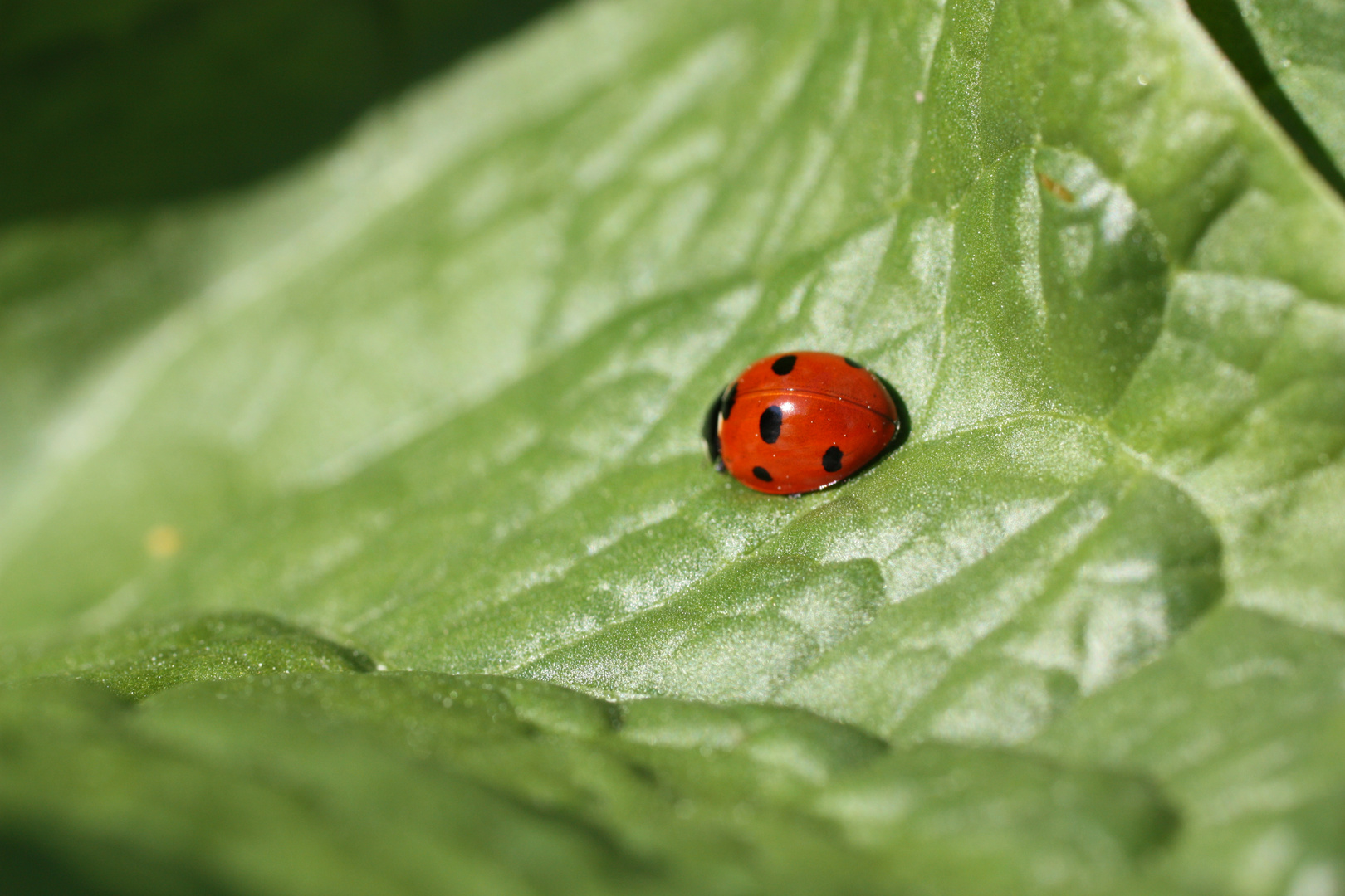 ladybug