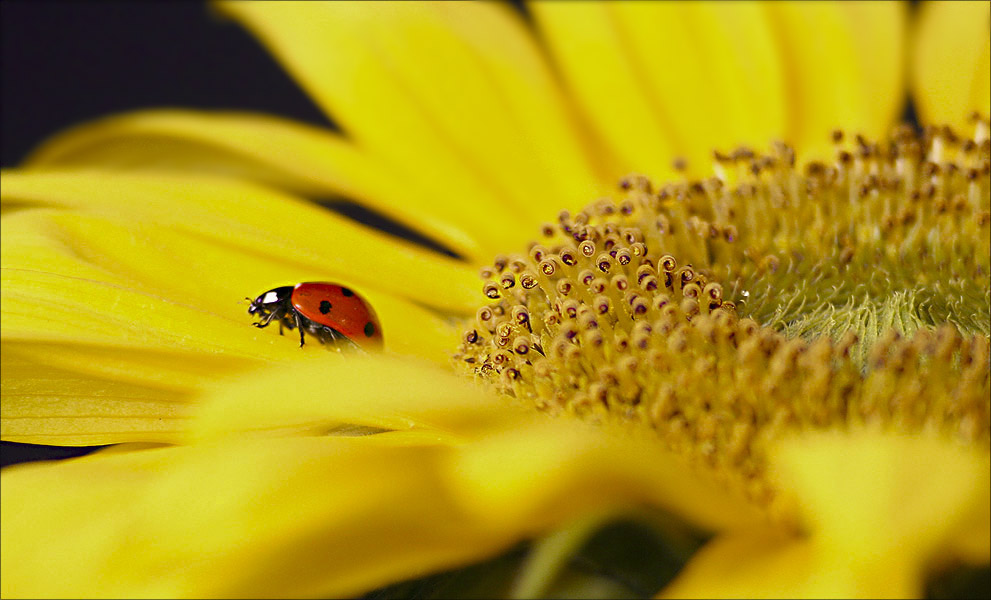 ladybug