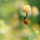 Ladybug