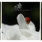 Ladybug