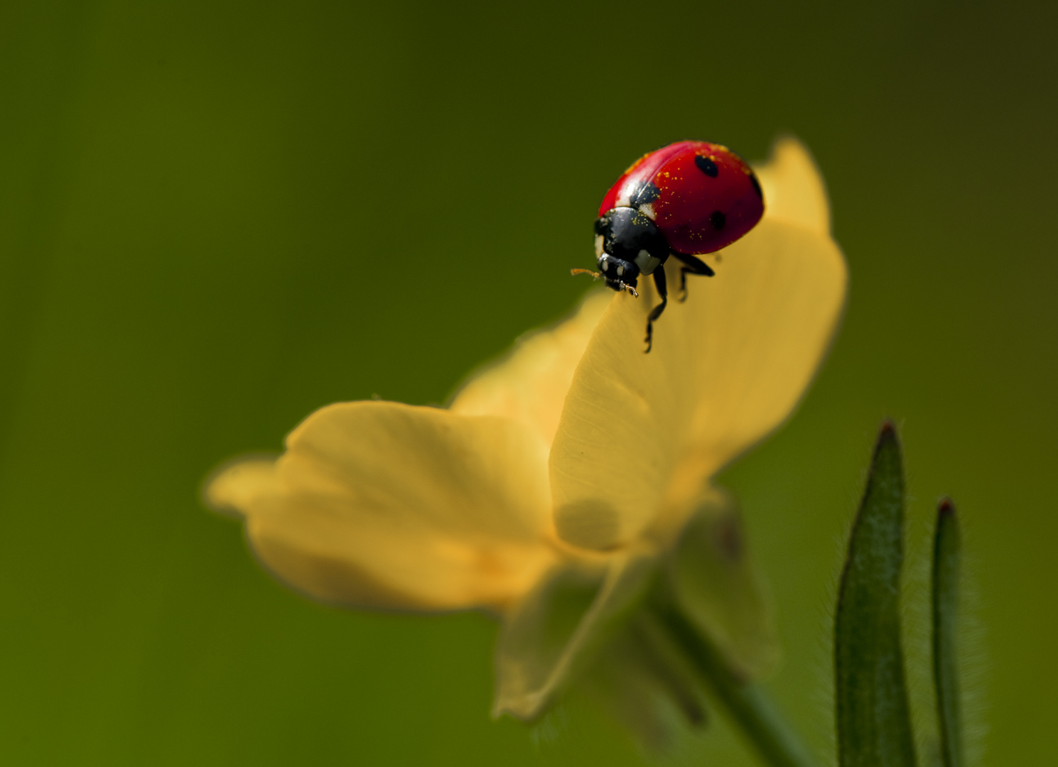 ladybug