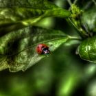 Ladybug