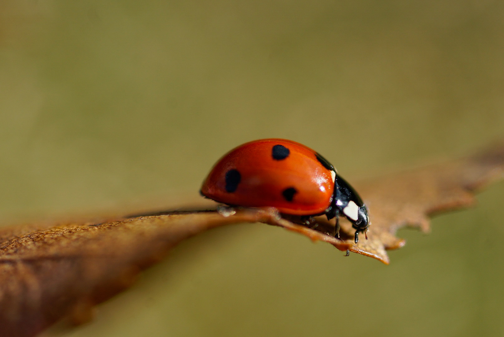 Ladybug