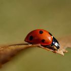 Ladybug