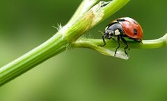 Ladybug