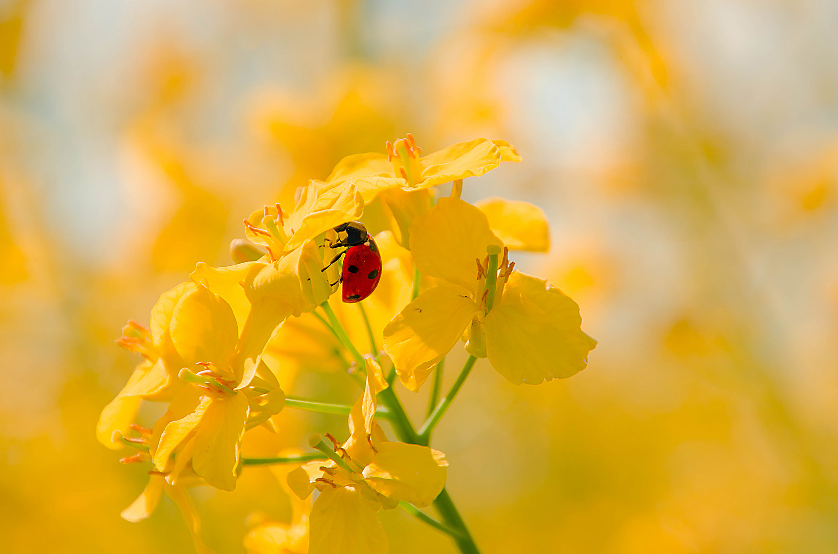 Ladybug