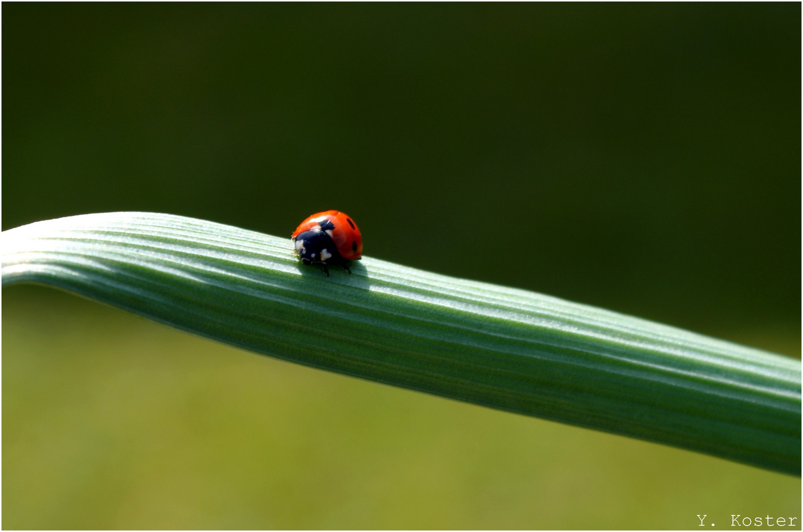 Ladybug