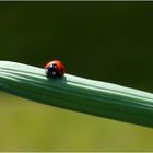 Ladybug