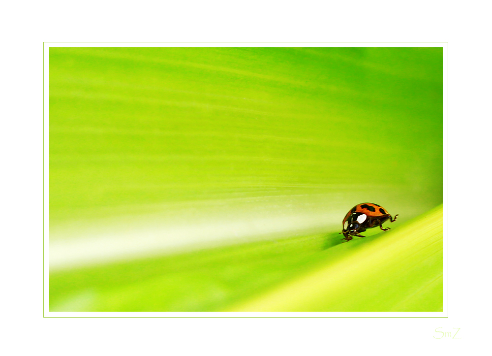 Ladybug