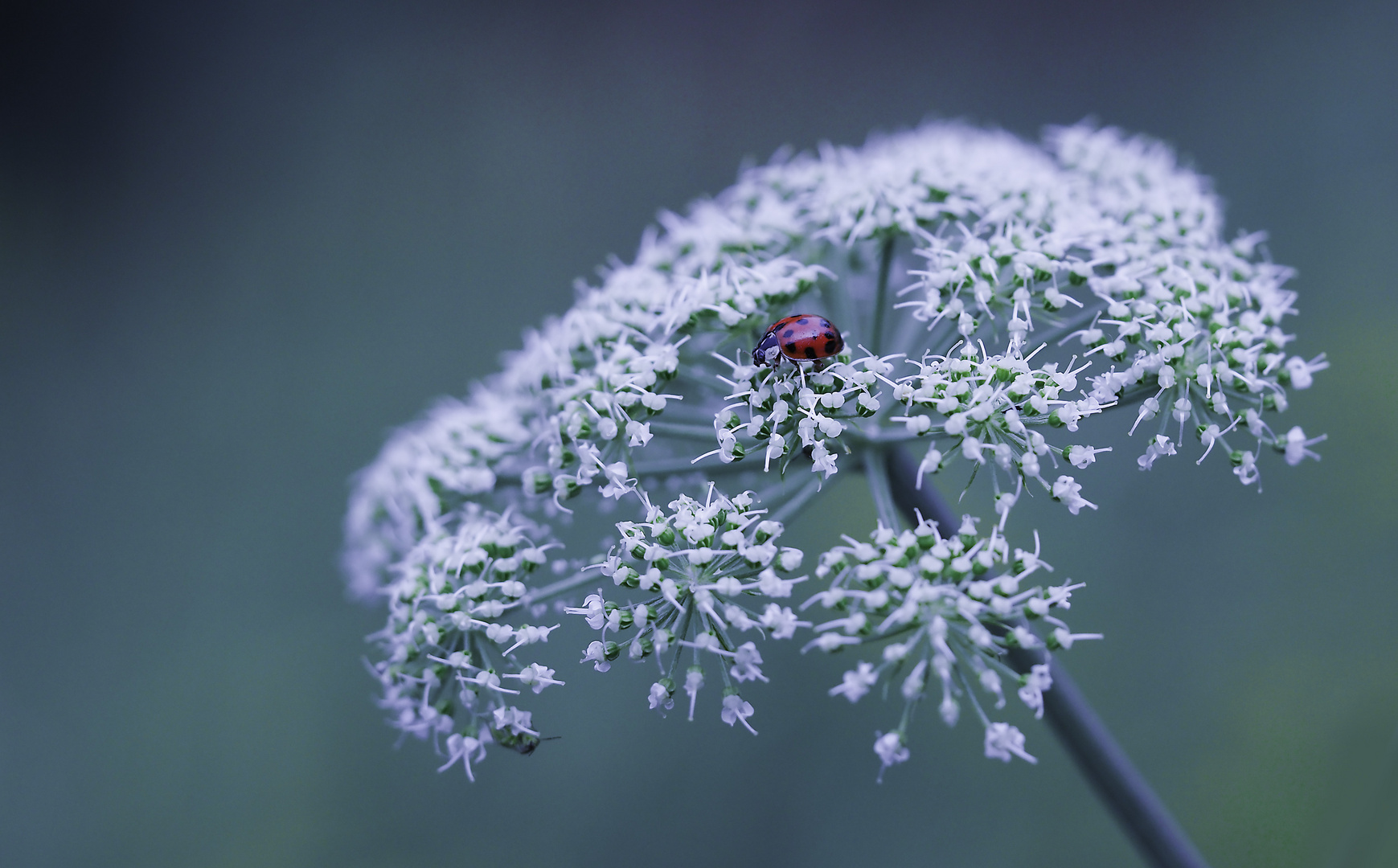 Ladybug