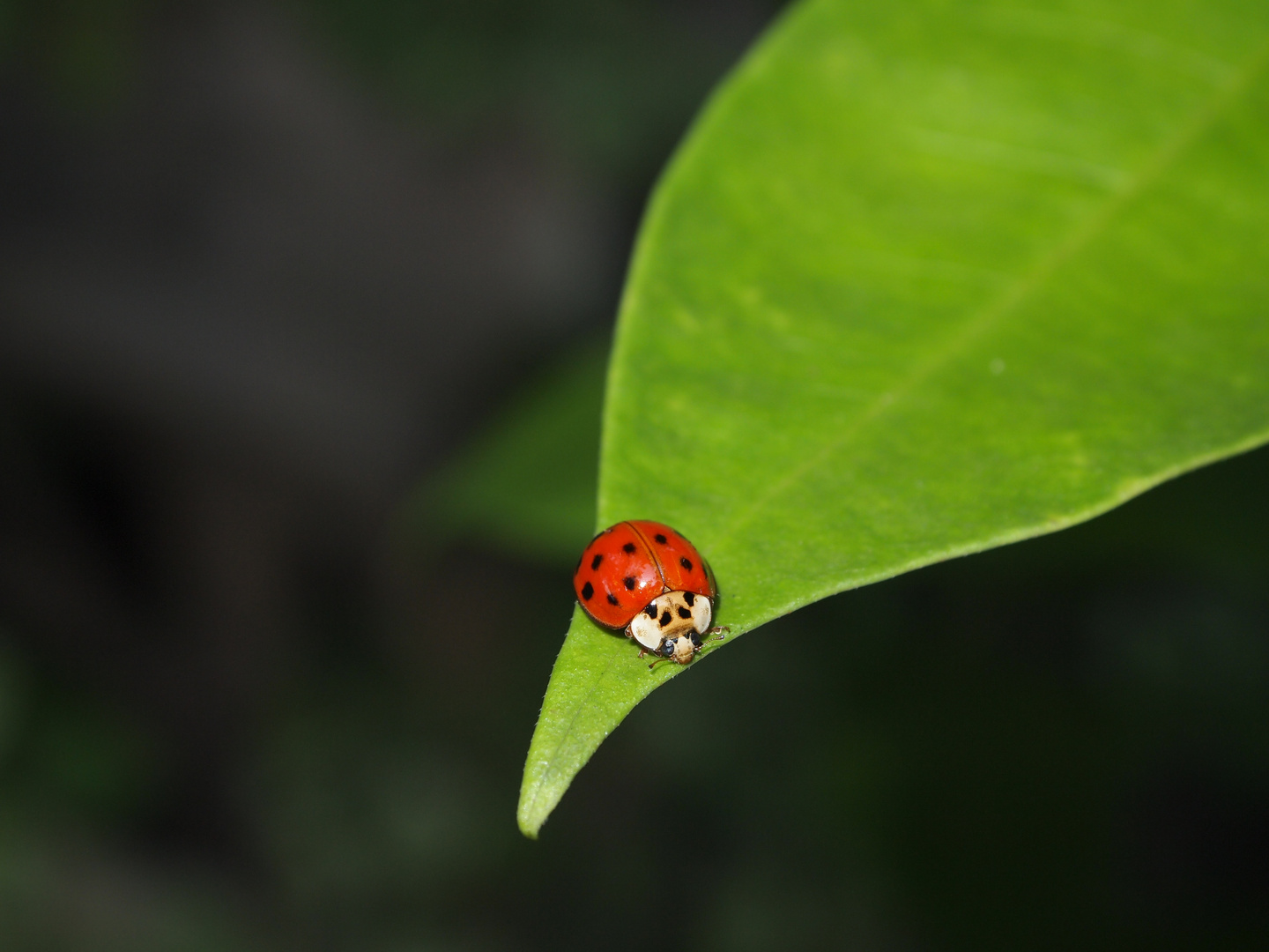Ladybug !