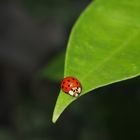 Ladybug !