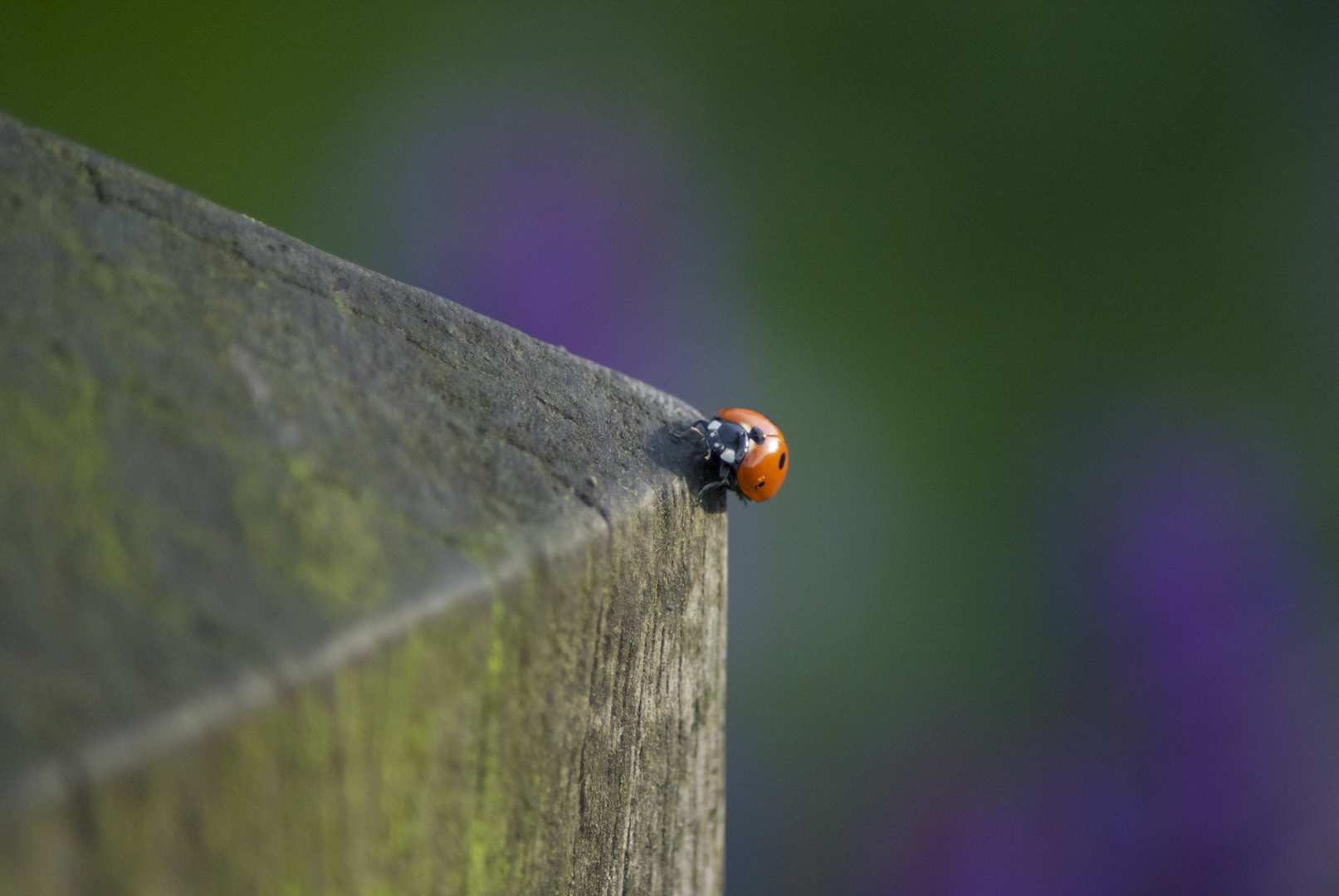 Ladybug