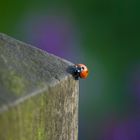 Ladybug