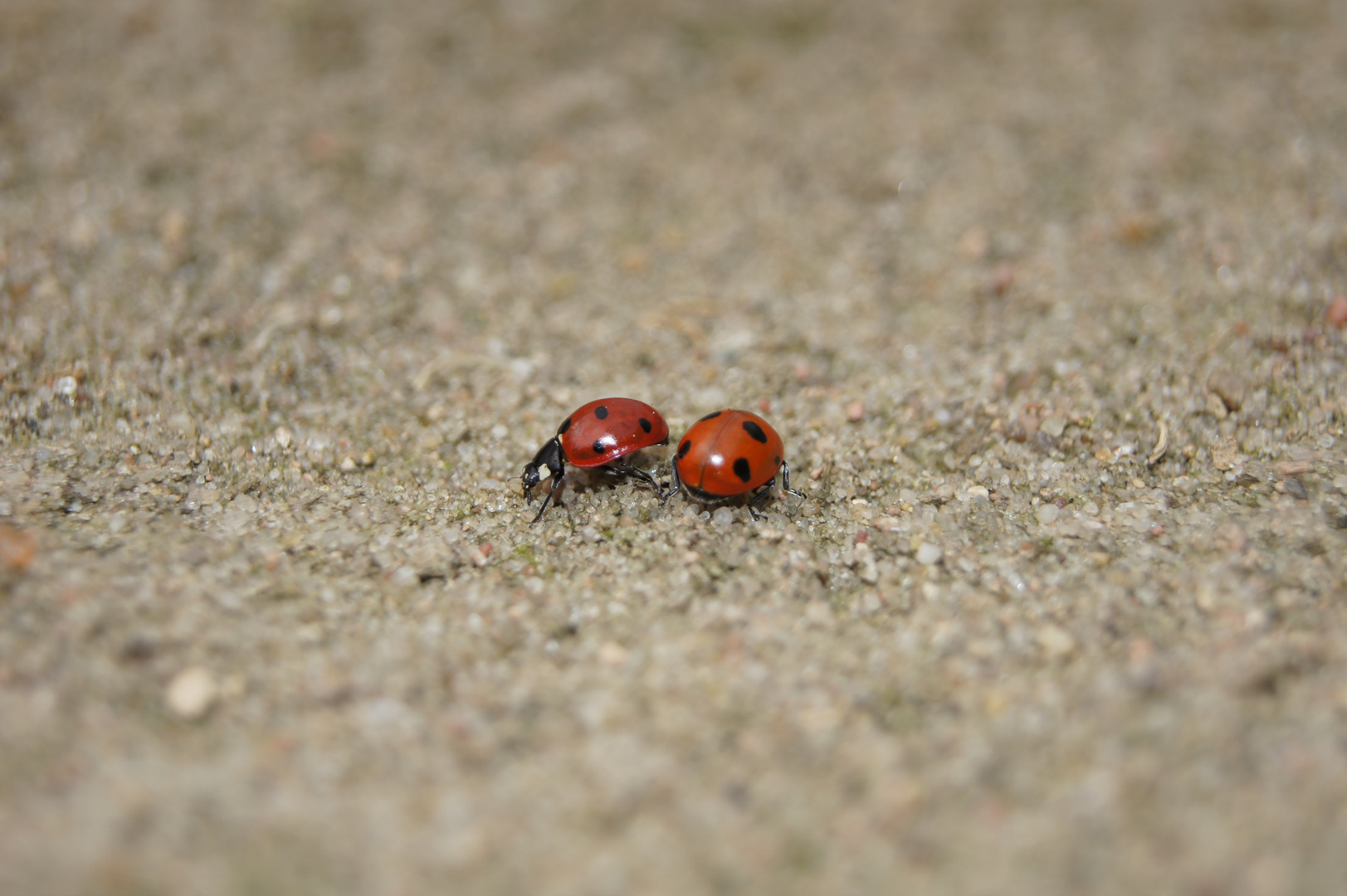 Ladybug