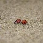 Ladybug