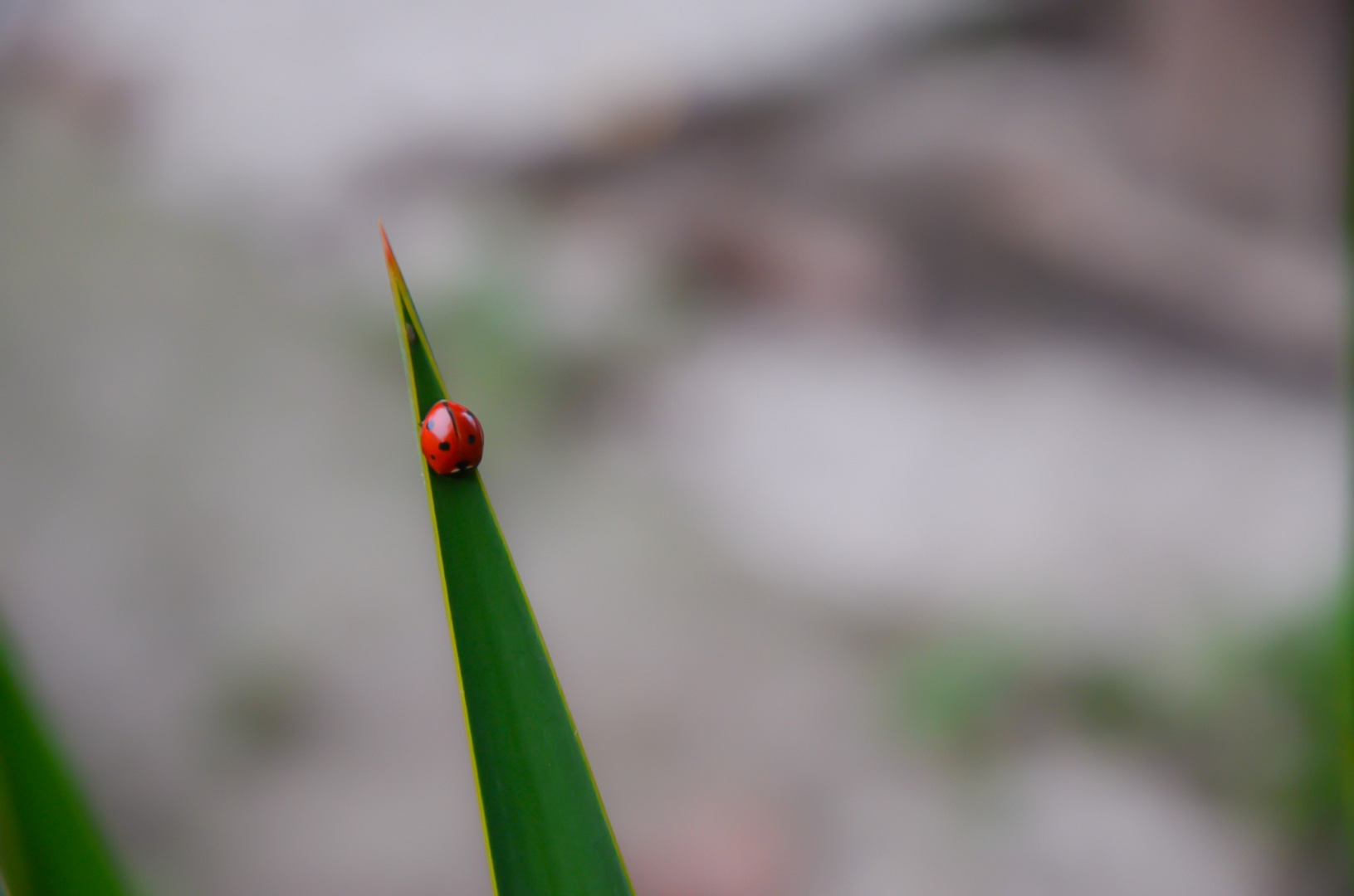 Ladybug