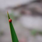 Ladybug