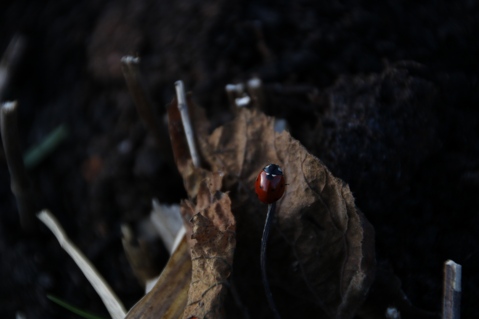 Ladybug