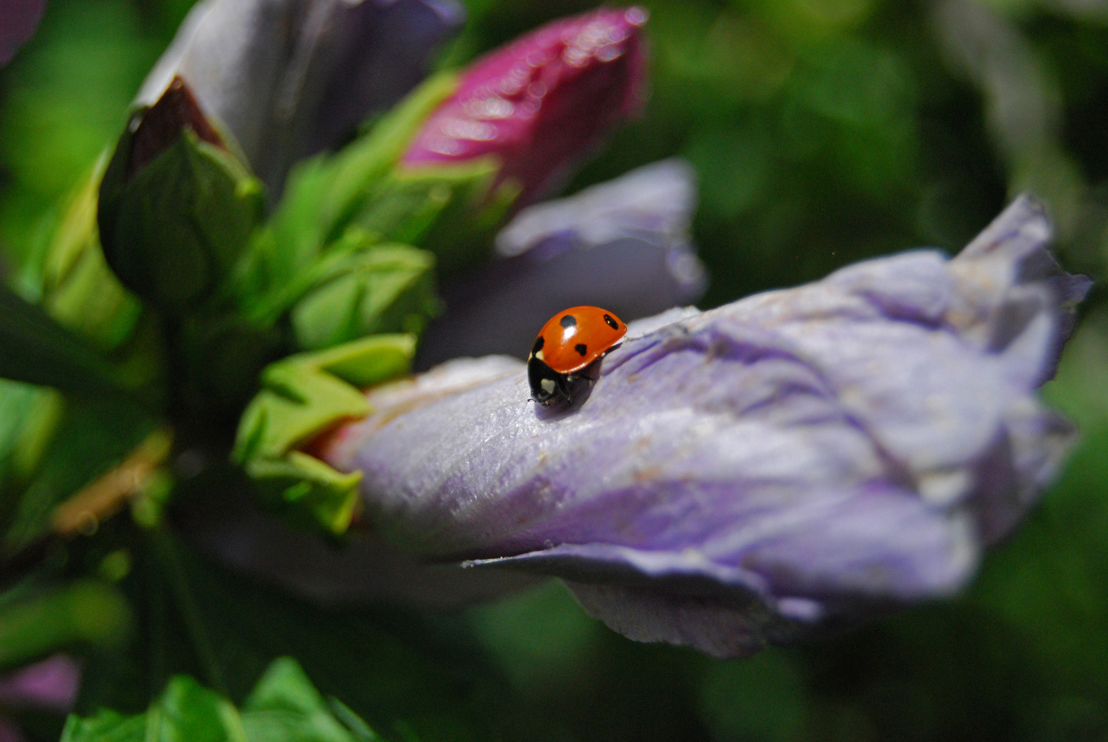 |ladybug|